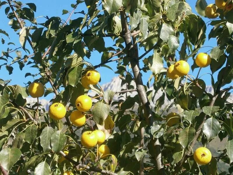 Плоды груша дичка. Груша армут. Груша уссурийская pyrus ussuriensis. Груша дюшес колоновидная. Дикая уссурийская груша.