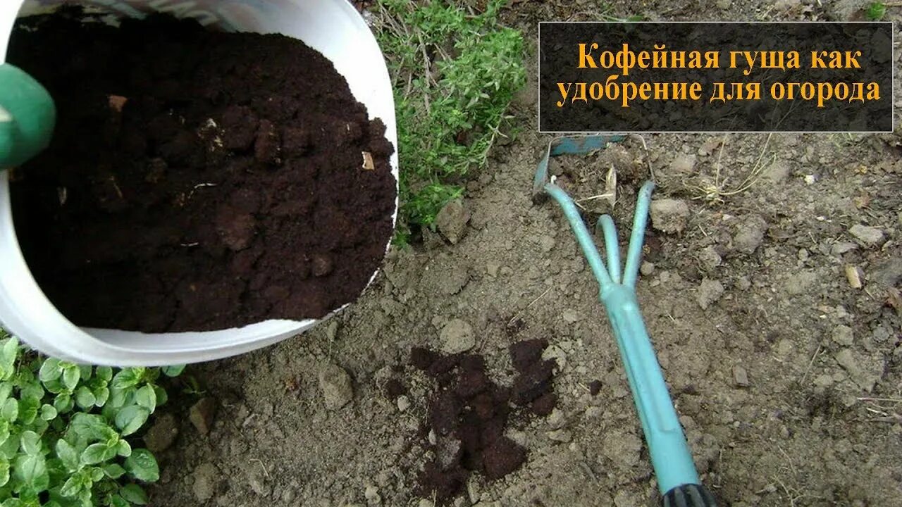 Навоз в грядке. Удобрение из кофейной гущи для дачи. кофейная гуща как удобрение. кабаний навоз для огорода. удобрение на грядках фаска.