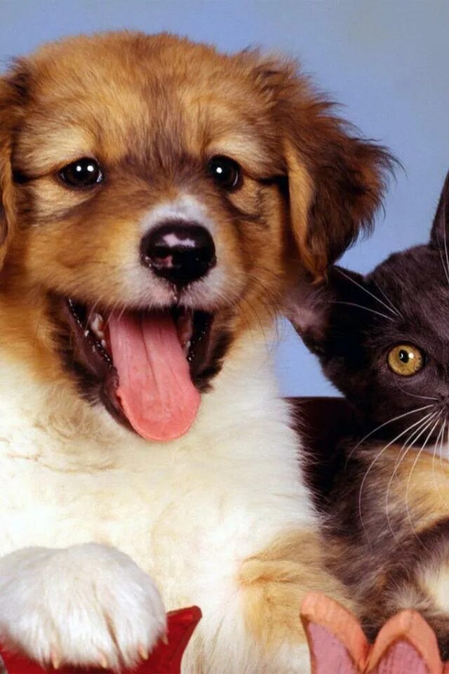 Включи смешные про собак. Котики собачки. Киски и собачки. Красивые собачки и кошечки. Кошечки собачки кошечки собачки.