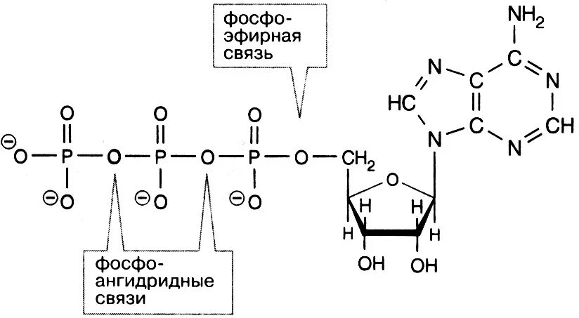 Типы связей в АТФ. Типы связей в молекуле АТФ. Строение молекулы АТФ. Структура АТФ.