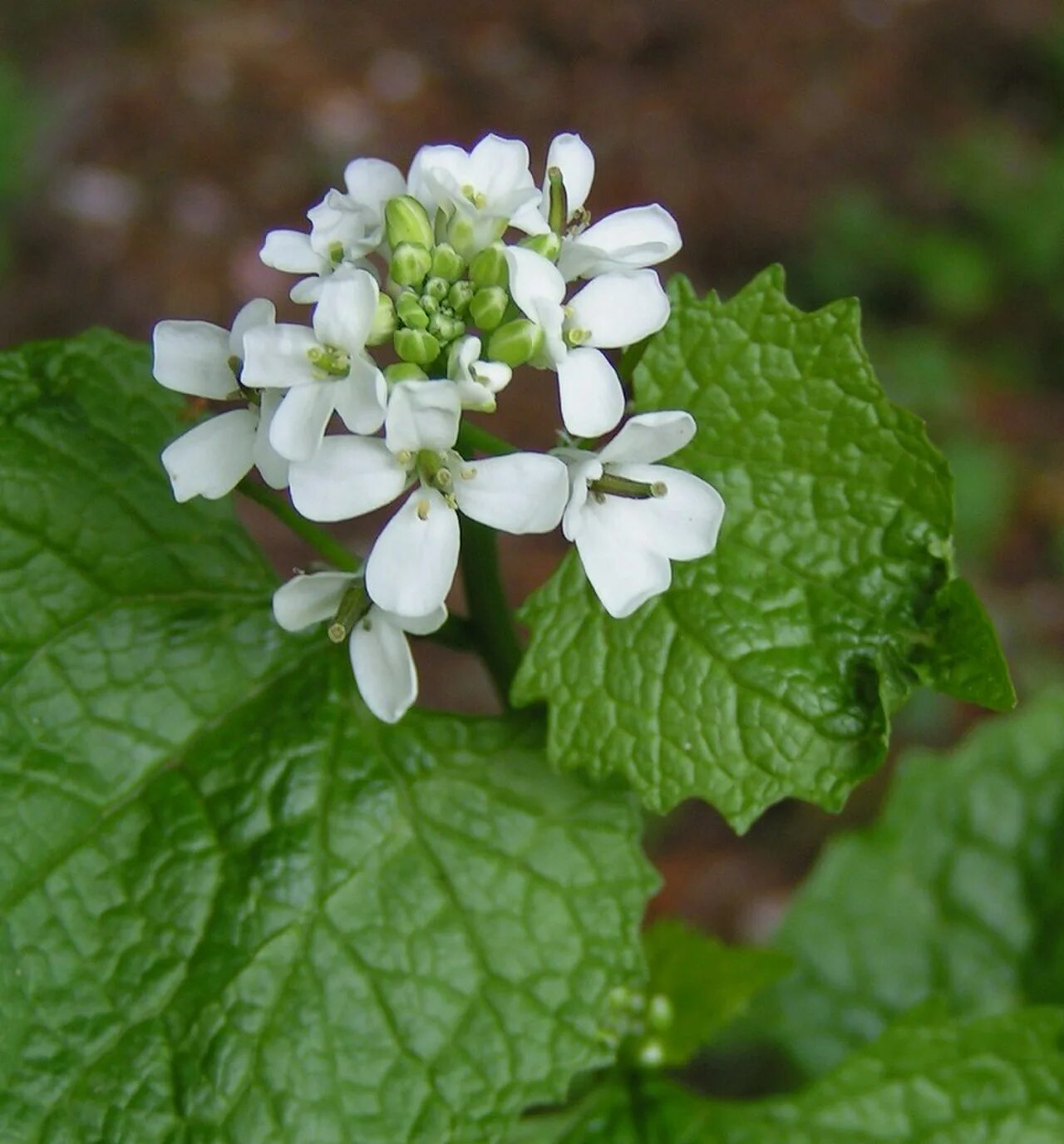 Чесночница черешчатая Alliaria petiolata. Alliaria officinalis. Трава чесночница черешковая. Чесночниц а черешкова я.