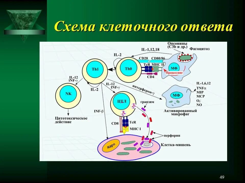 Развитие иммунного ответа