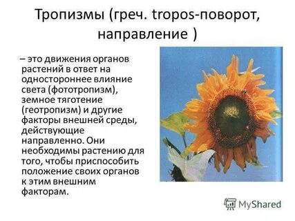 Тропизм