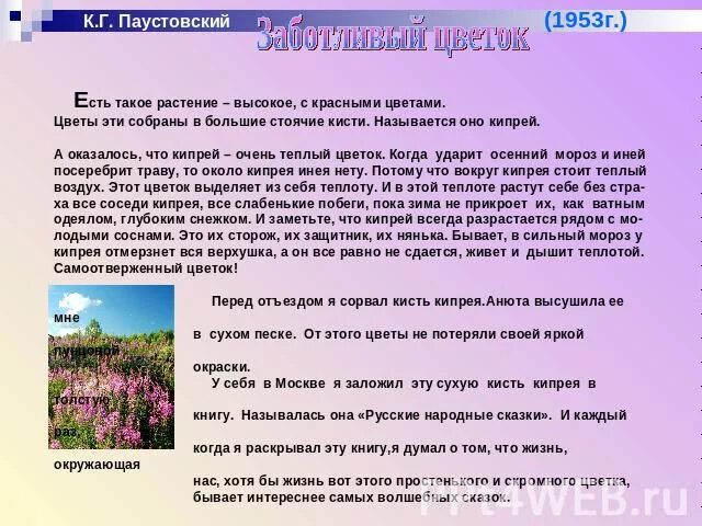 Цветы на паустовского. Рассказ заботливый цветок. Сказка заботливый цветок Паустовский. Заботливый цветок кипрей.