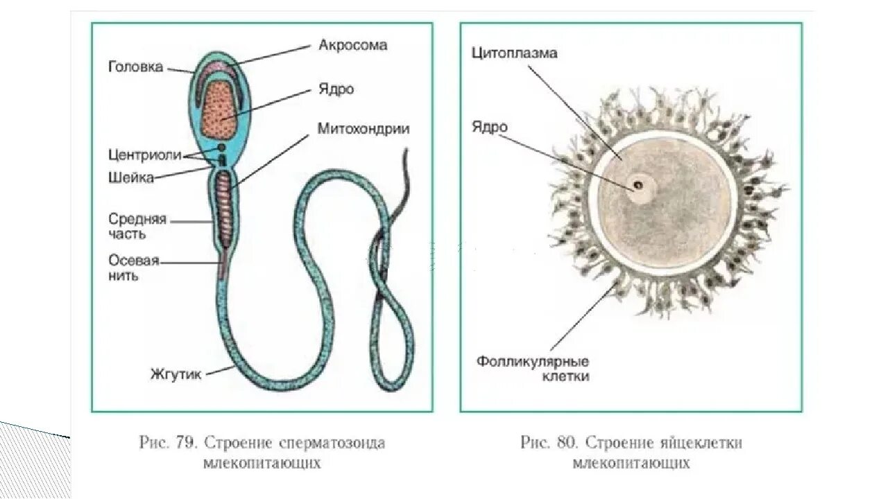 Мужская половая клетка. Строение яйцеклетки и строение сперматозоида. Строение половой клетки млекопитающих. Строение яйцеклетки человека схема. Строение яйцеклетки биология.