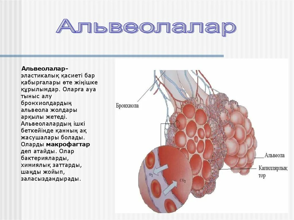 Алу деген. Альвеолы. Альвеолы анатомия. Альвеолы легкие человека анатомия.