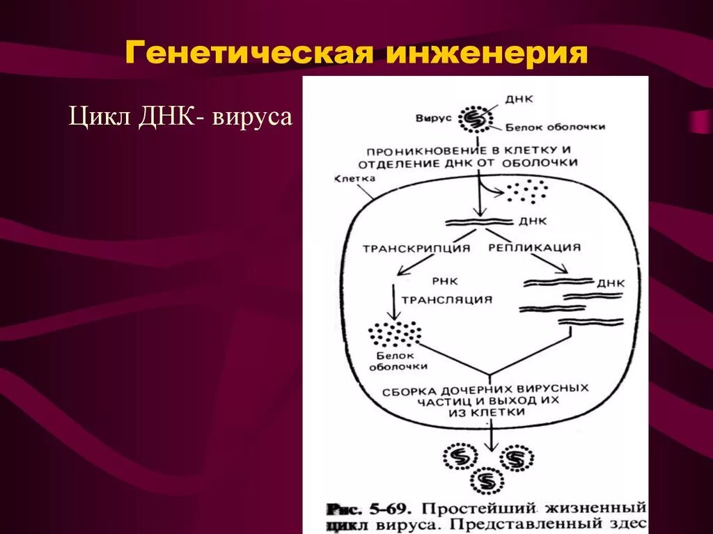 Цикл днк вирусов