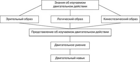 Установите очередность этапов овладения двигательным действием
