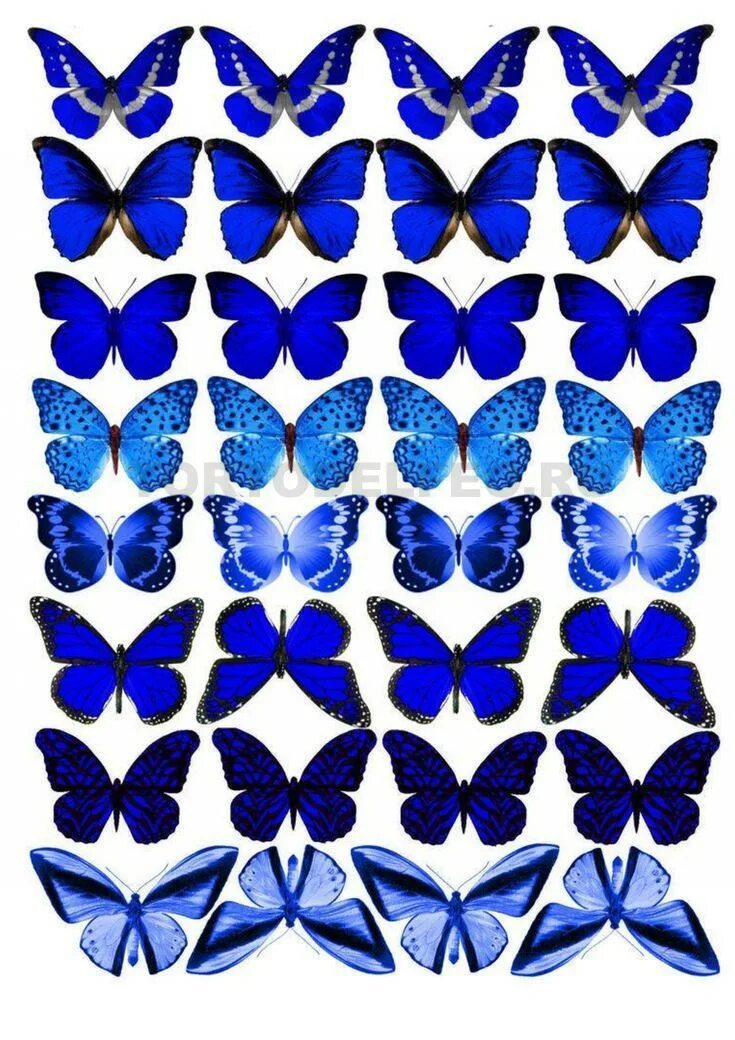 Бабочки. Бабочки для печати. Синяя бабочка. Торт «бабочки». Бабочки для торта картинки для печати