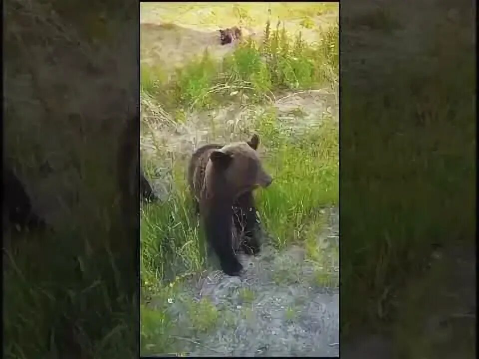 Проголодавшегося медведя запрут бывало