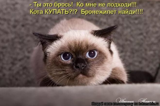 Включи котика ну