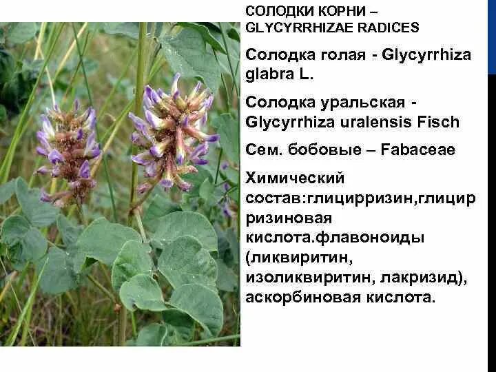 Может ли солодка. Солодка Уральская (Glycyrrhiza uralensis). Солодка Уральская — Glycyrrhiza uralensis Fisch.. ЛРС корни солодки. Корень солодки, Солодка Уральская, лакричник.