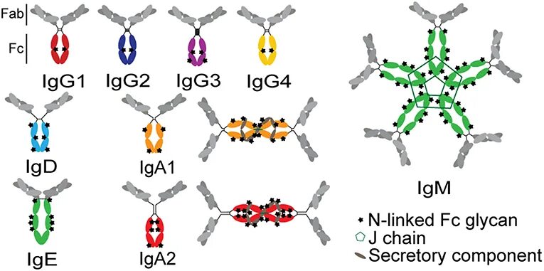 Igg1 igg2 igg3 igg4. IGG подклассы. Строение IGG. Подклассы антител.
