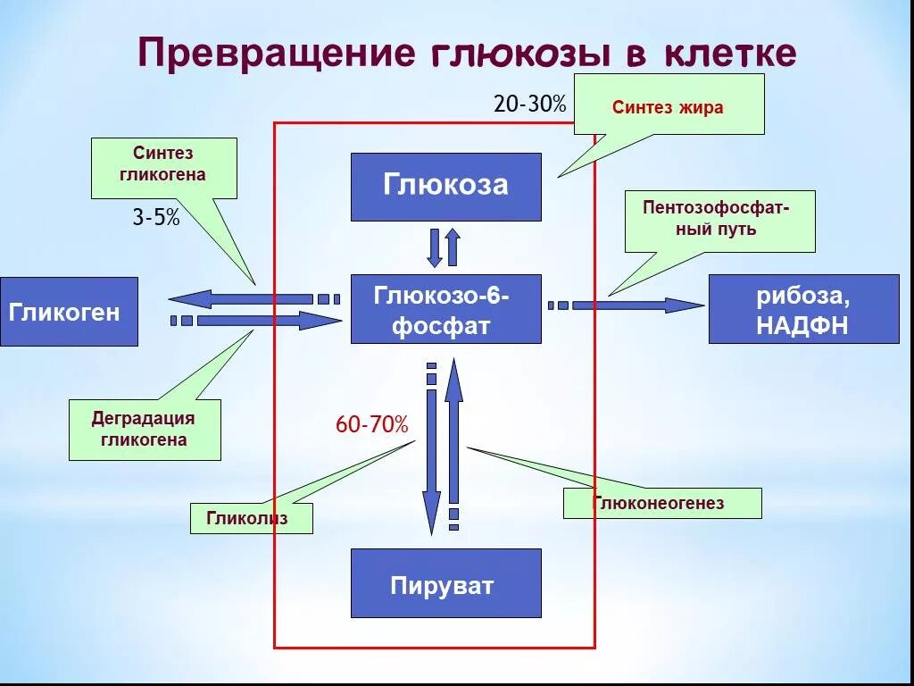 Участвует в превращении глюкозы в гликоген. Схема превращения гликогена в глюкозу. 5. Основные пути тканевых превращений Глюкозы.. Пути превращения Глюкозы в организме.