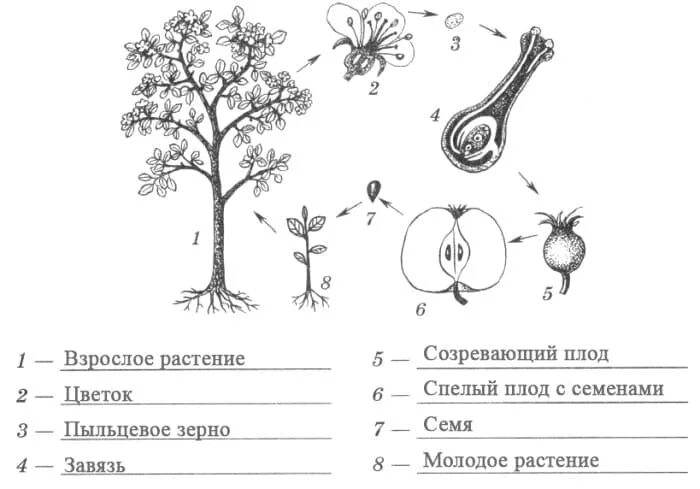 Жизненный цикл покрытосеменных схема. Цикл развития покрытосеменных растений схема. Размножения цветковых (покрытосеменных) растений». Цикл развития цветкового растения схема.