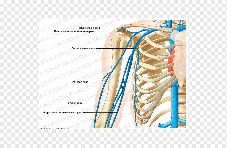 Подключичная Вена анатомия. Подключичная Вена анатомия топография. Топографическая анатомия подключичной вены. Подключичная Вена ветви анатомия. Правая подключичная вена