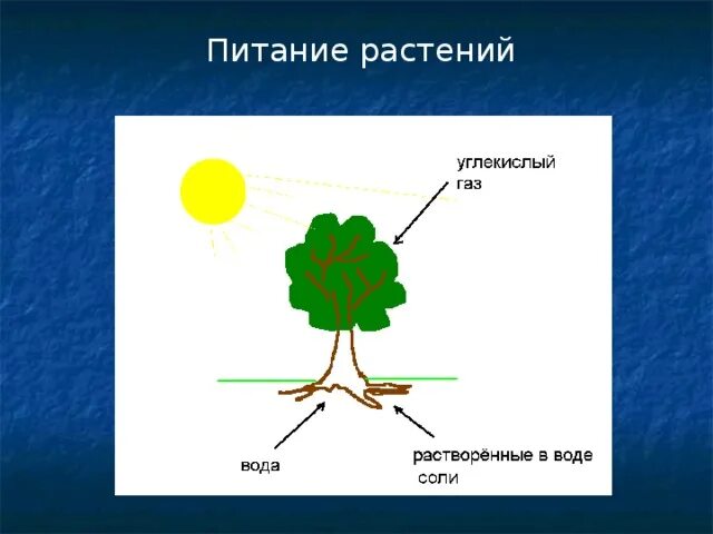 Процесс питания и дыхания растений. Питание растений. Схема питания растений. Как питаются растения. Питание растений 3 класс.