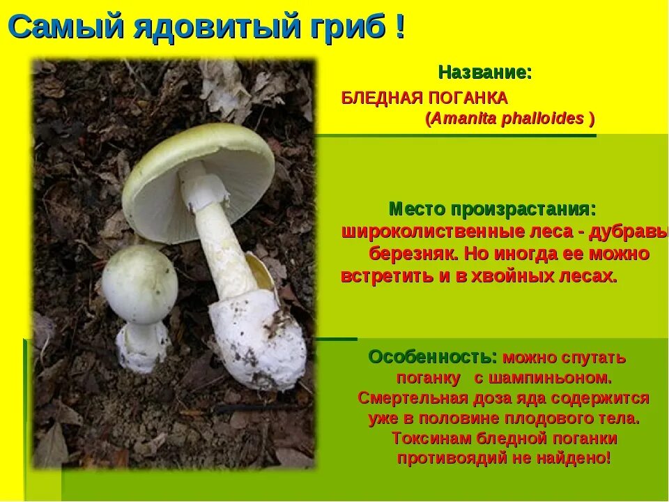 Поганка гриб можно есть. Бледная поганка строение гриба. Плодовое тело у бледной поганки. Бледная поганка группа грибов.