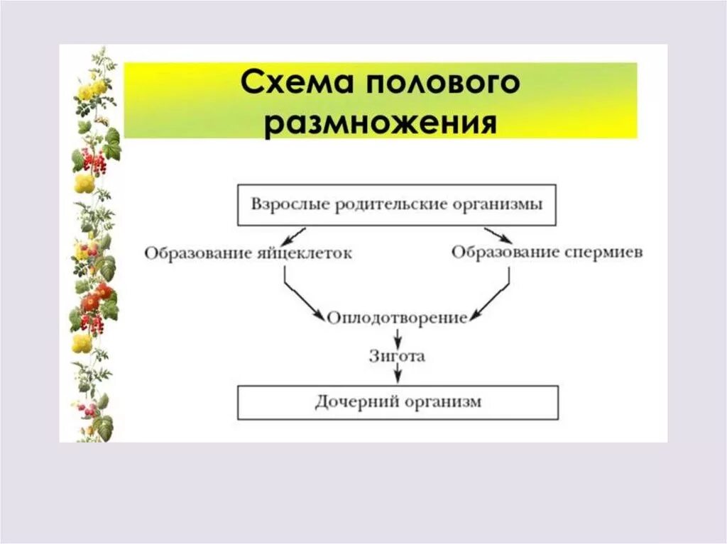 Какое размножение у цветов. Схема полового размножения растений 6 класс. Половое размножение растений схема 6 класс. Половое размножение цветов. Половое размножение растений - это размножение.