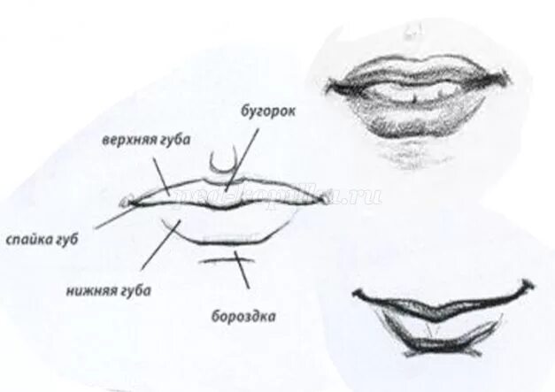 Бугорок верхней губы анатомия. Строение губ человека. Красная кайма губ анатомия.