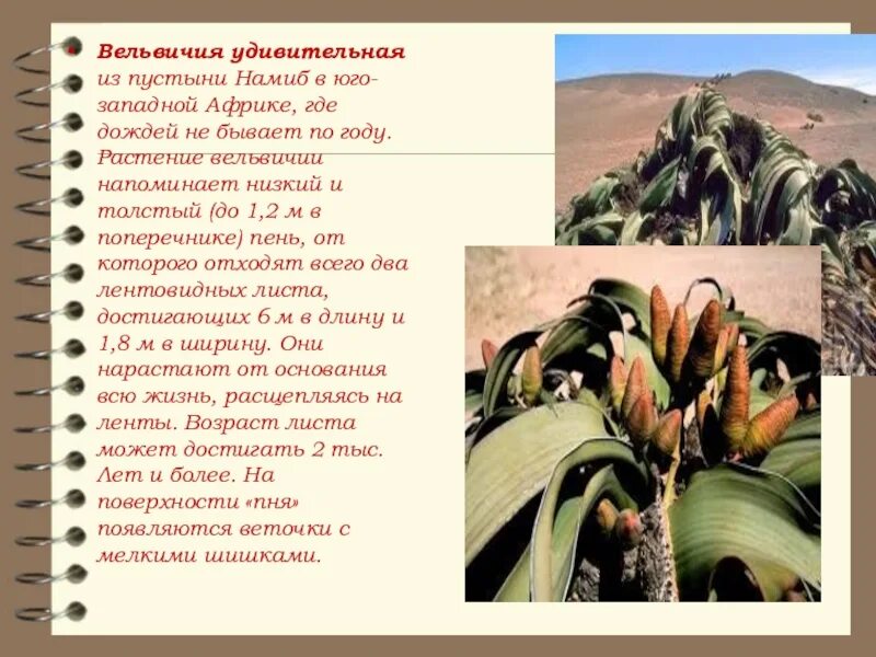 Растение пустыни вельвичия удивительная. Голосеменные вельвичия удивительная. Вельвичия это голосеменное растение. Гнетовые вельвичия.