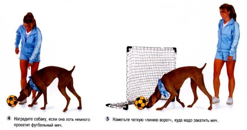 Как научить собаку играть. Собаку дрессируют. Команды для собак. Фрисби для собак. Собака играет.