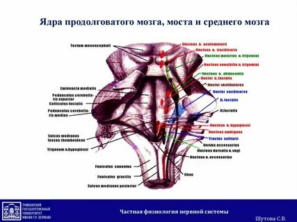 Ядра продолговатого