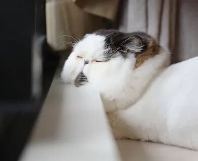 Кот зу