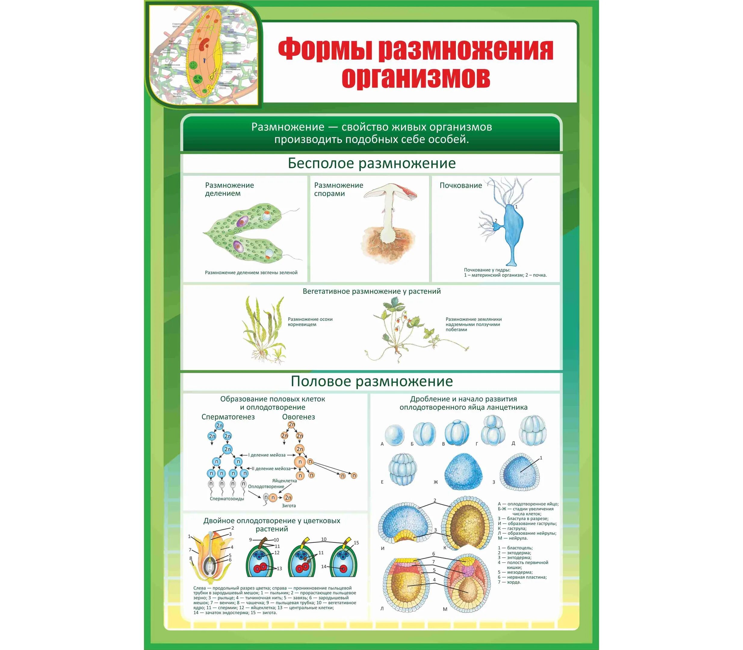 Размножение живых организмов примеры. Формы размножения организмов бесполое размножение. Размножение организмов схема. Таблица схема размножение организмов. Размножение организмов бесполое половое схема.