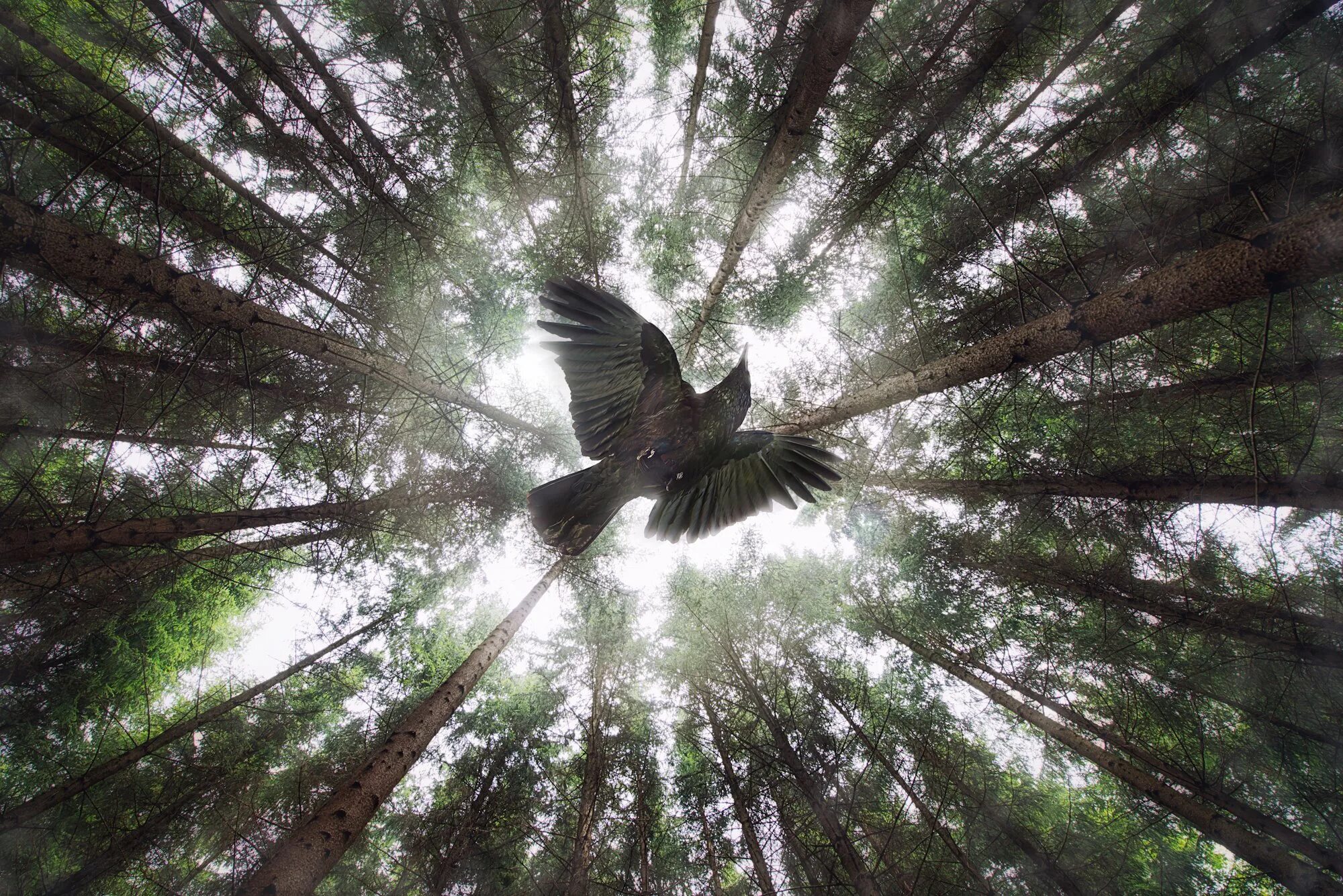 вороны в небе. черный ангел. вороны в небе. ворон. ворон в лесу.