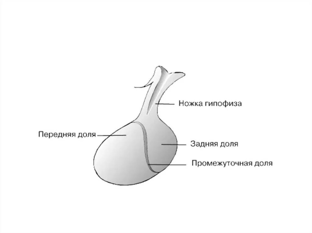 2 гипофиза. Анатомические структуры передней доли гипофиза. Гипофиз строение рисунок.