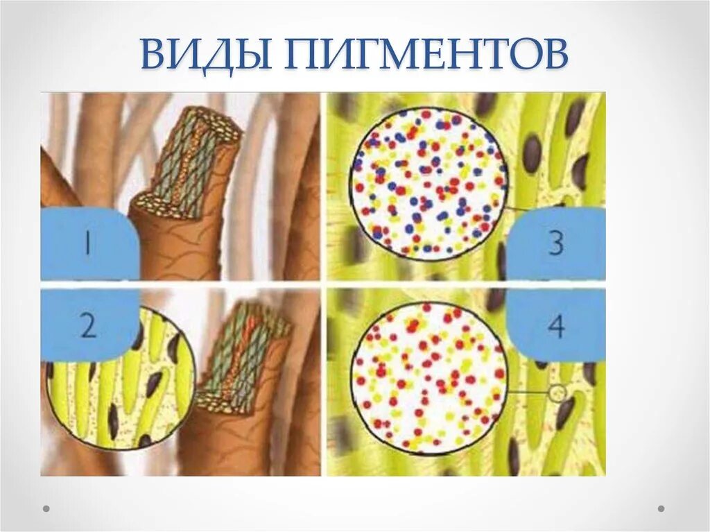 Меланин пигмент волос. Эумеланин и феомеланин пигмент. Эумеланин и феомеланин пигмент волоса. Пигменты волос под микроскопом. Строение волоса меланин.