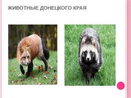 Животные донецк