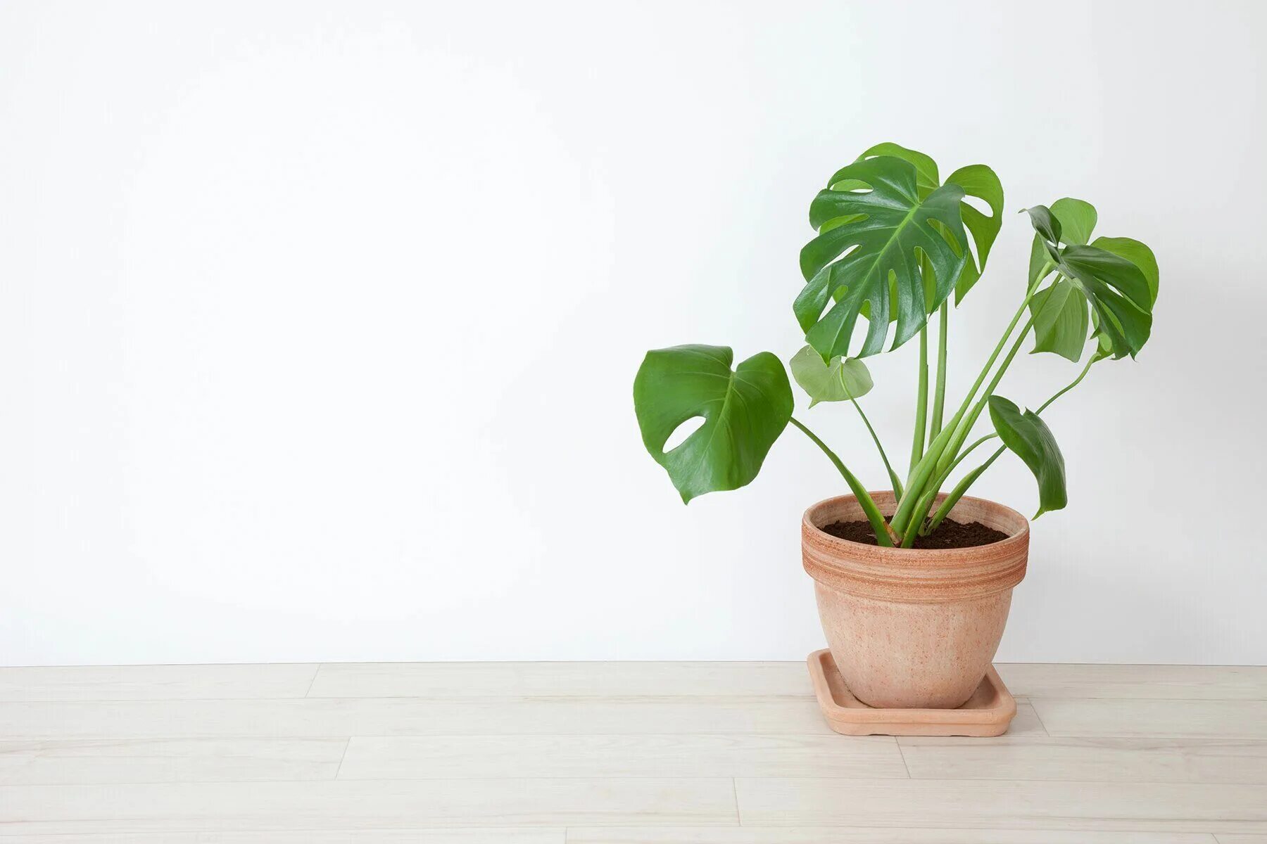 To be a potted plant. Комнатные растения в интерьере. To be a potted plant. Горшок под денежное дерево. Маленькие цветы в горшках.