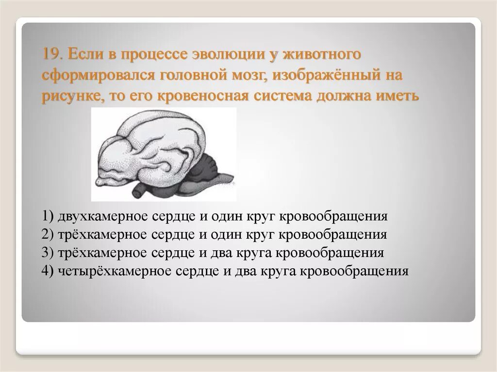 Вероятней всего имеют. Мозг животного в процессе эволюции сформировался. Если в процессе эволюции у животного. Если в процессе эволюции у животного сформировался. Если в процессе эволюции у животного сформировался головной мозг.