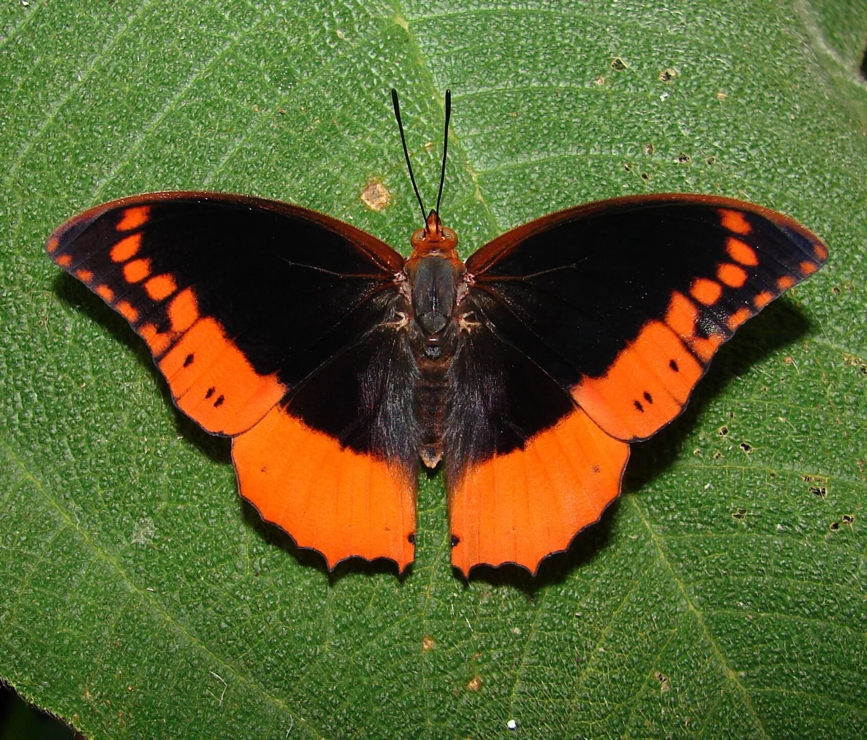 Бабочка черно оранжевая. Charaxes protoclea. Харакс бабочка. Бабочка Харакс Европейский. Бабочка Нимфалида.