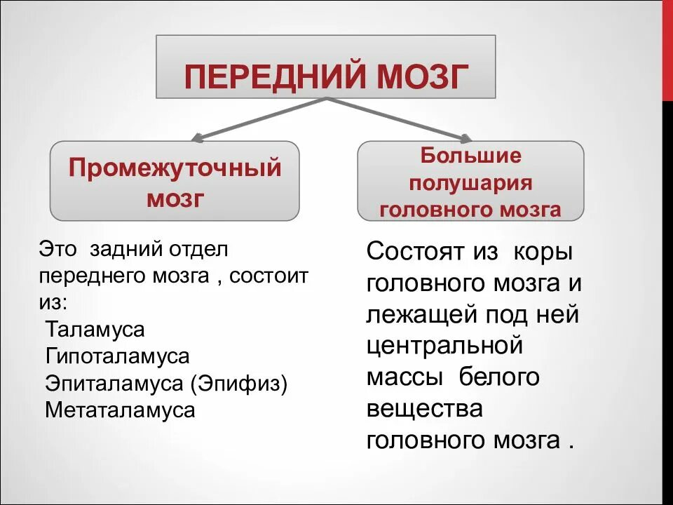 Передний мозг строение и функции. Строение переднего мозга кратко. Структура отдела переднего мозга. Передний отдел головного мозга функции. Передний отдел головного мозга включает