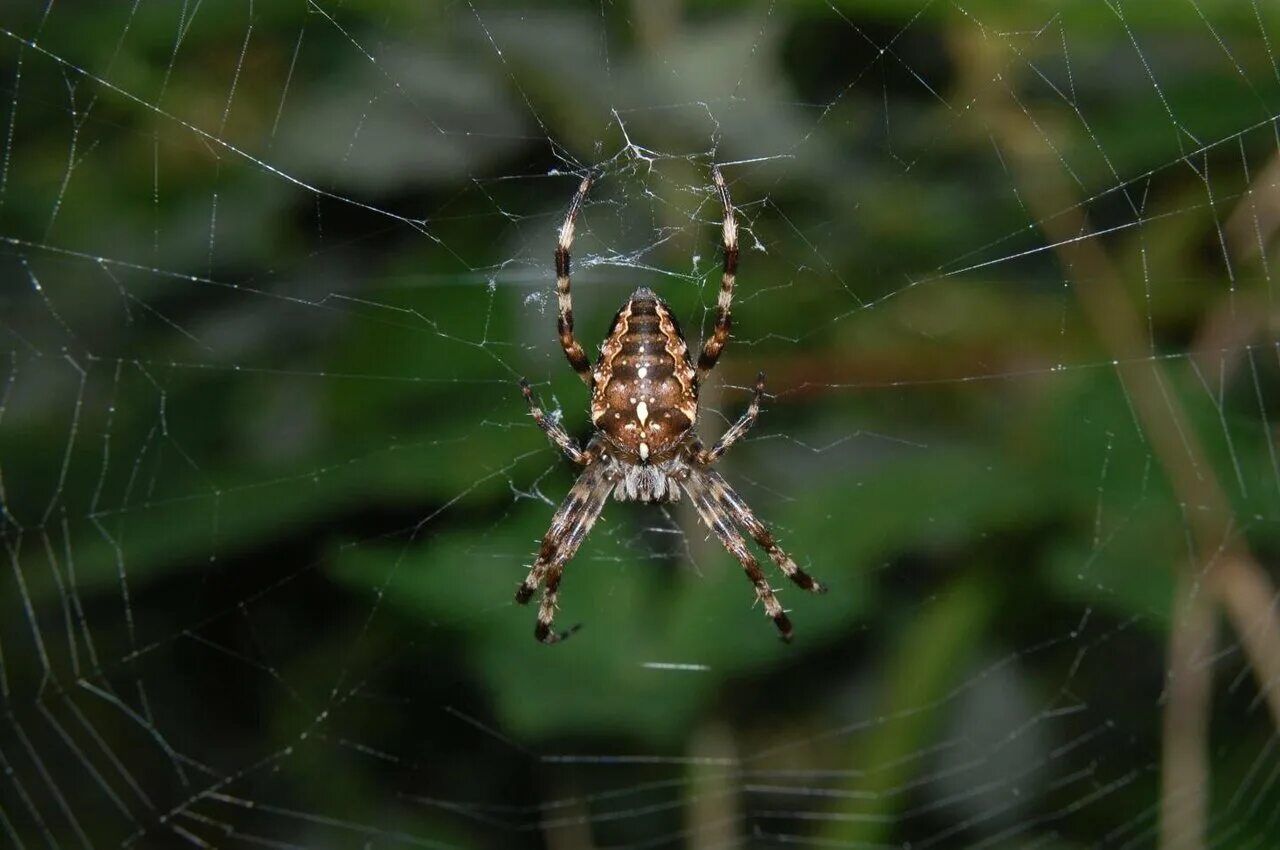 Паук крестовик черный. Araneus diadematus паук. садовый паук (araneus diadematus. araneus spider паук spider. araneus diadematus - крестовик.