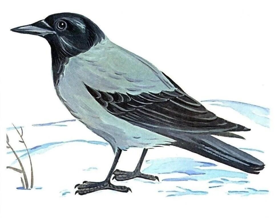 Ворона рисунок. Ворона мультяшная. Картинка ворона для детей в детском саду. Картинка ворона для детей в детском саду. Ворона мультяшная.