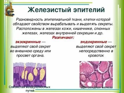 В какой ткани содержится