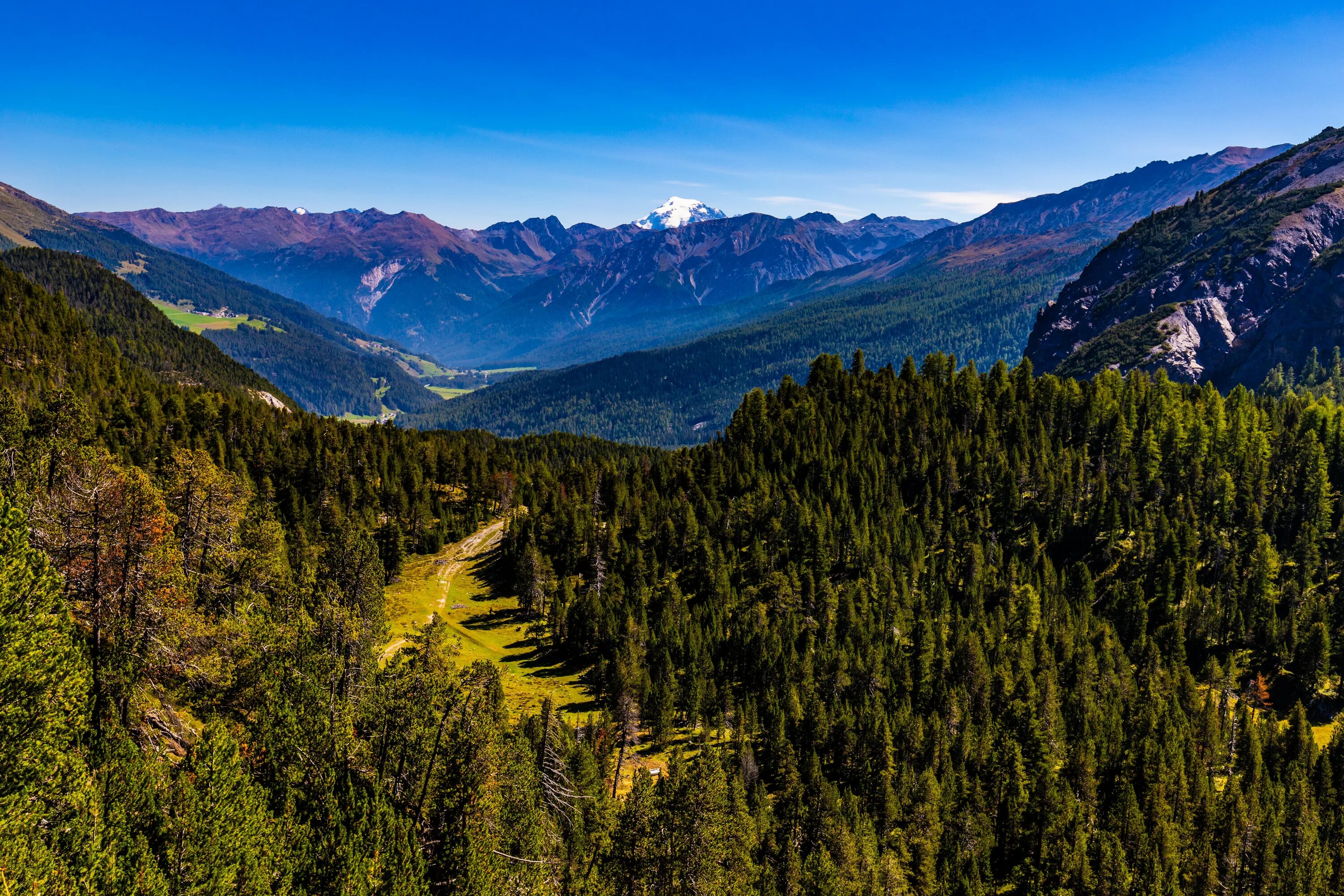 В лесах в горах содержание. Aльпы горы лес Швейцария. Хребет Шварцвальд Альпы. Широколиственные леса Швейцарии. Австрия Альпы еловый лес.