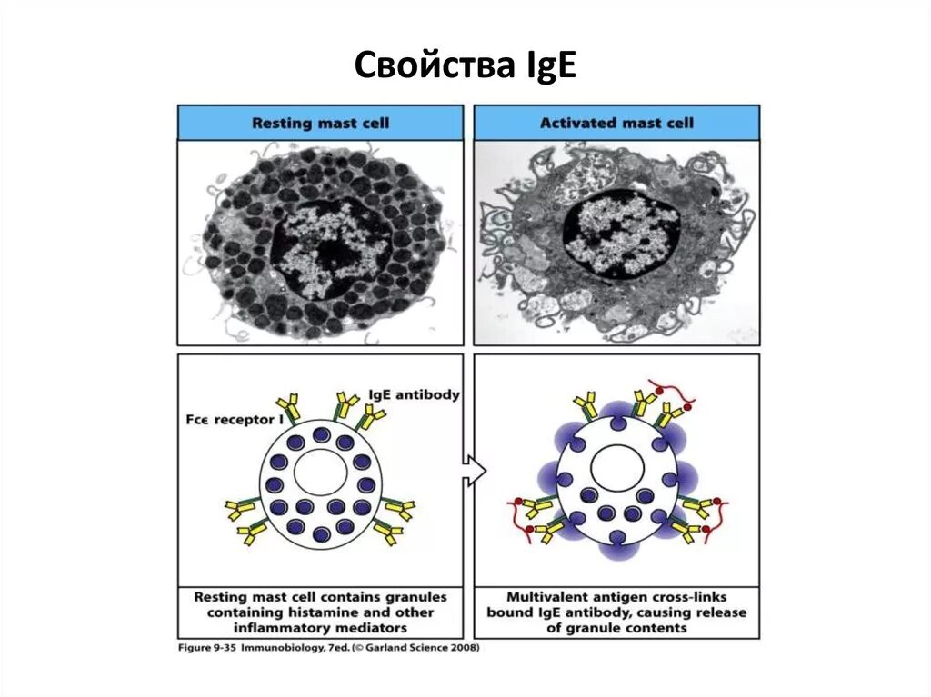 Схема строения IGE. Иммуноглобулин IGE схема строение. Схема строения ig e. Строение и функции IGE. Иммуноглобулин класса e ige