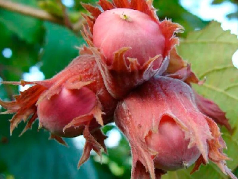 Фундук сахарный. Сорт фундука трапезунд. Фундук сорт варшавский. Фундук (лещина обыкновенная) исаевский. Фундук сахаристый.