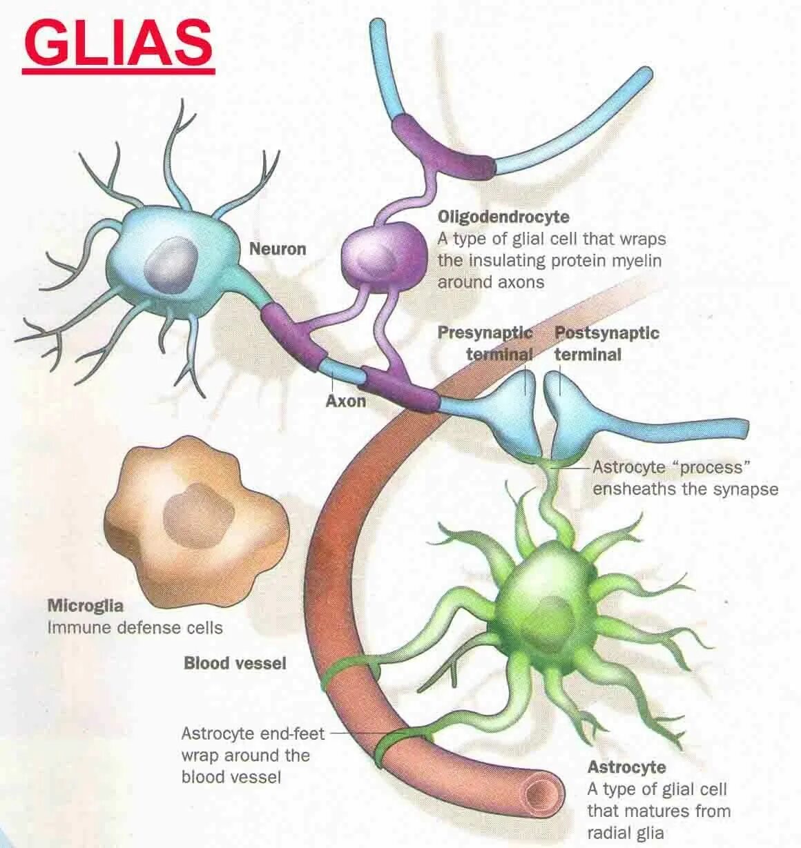 Астроциты мозга. Глия клетки. Нейроны астроциты олигодендроциты. Глиальные клетки астроциты. Клетки глии астроциты.