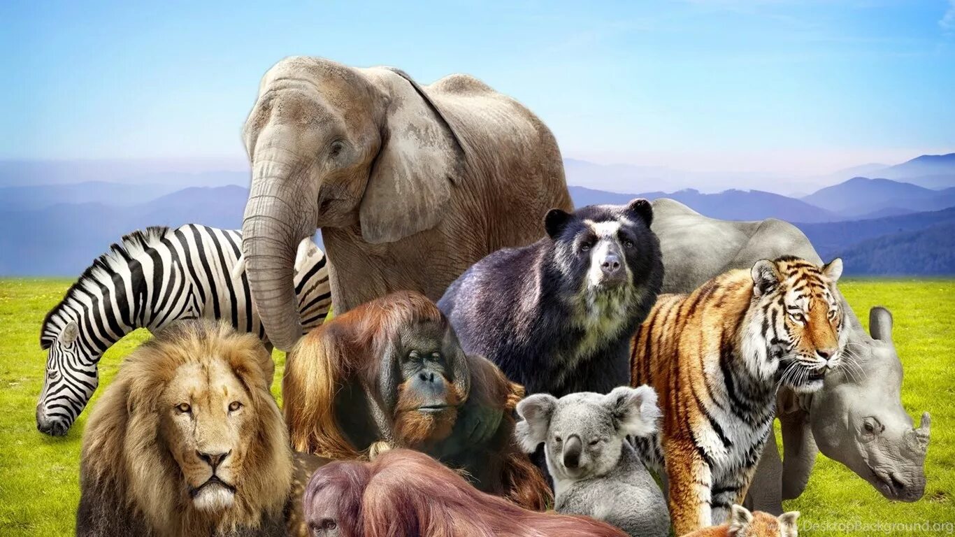 Много животных. Множество животных. Животные на одной картинке. Много животных на одной картинке.