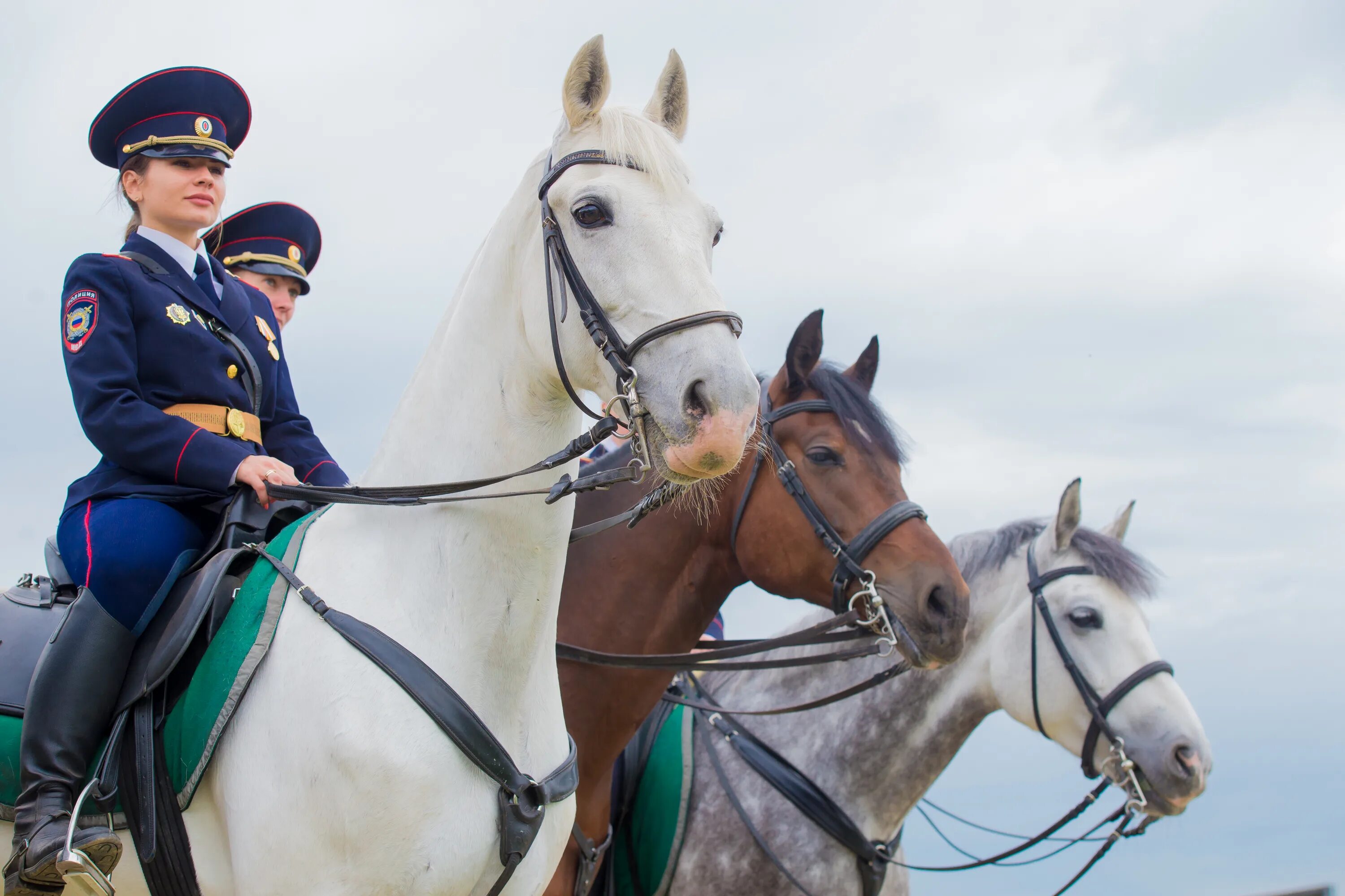 Horse moscow