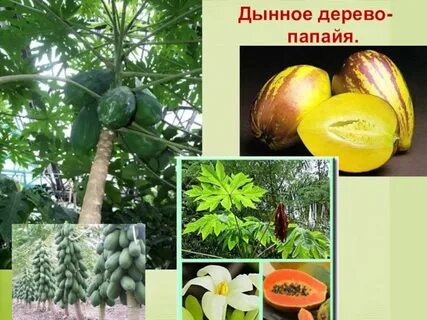 Дынное дерево 6