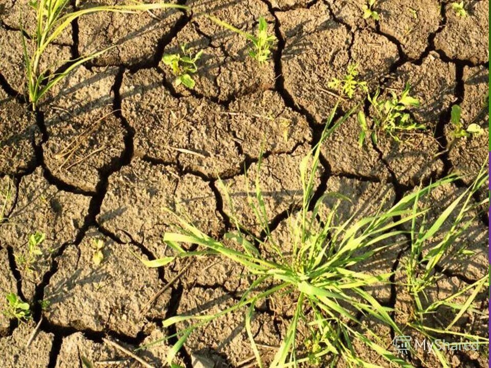Тема засуха. Засуха. Опустынивание. Засуха трава. Почвенный вид засухи.