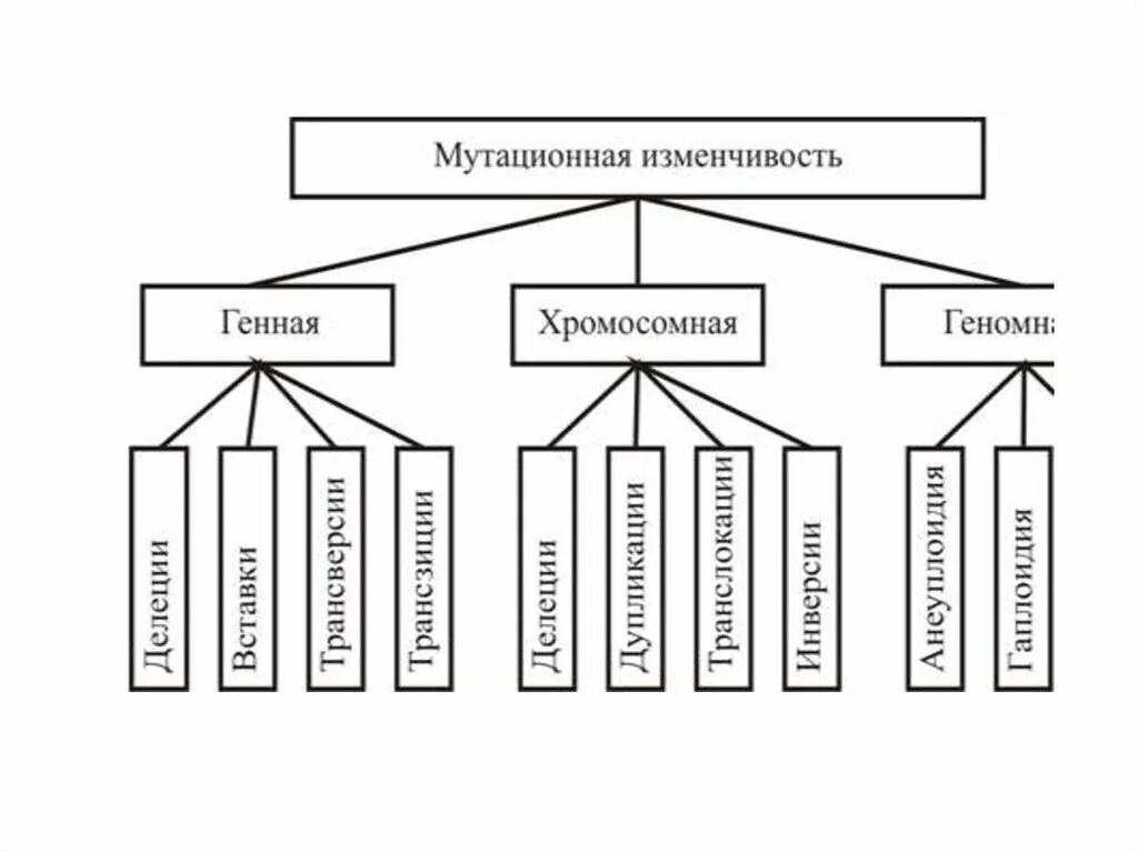 Виды мутационной изменчивости схема. Мутационная изменчивость схема. Изменчивость классификация форм изменчивости. Таблица закономерности изменчивости мутационная изменчивость. Изменчивость признаков виды изменчивости 10 класс