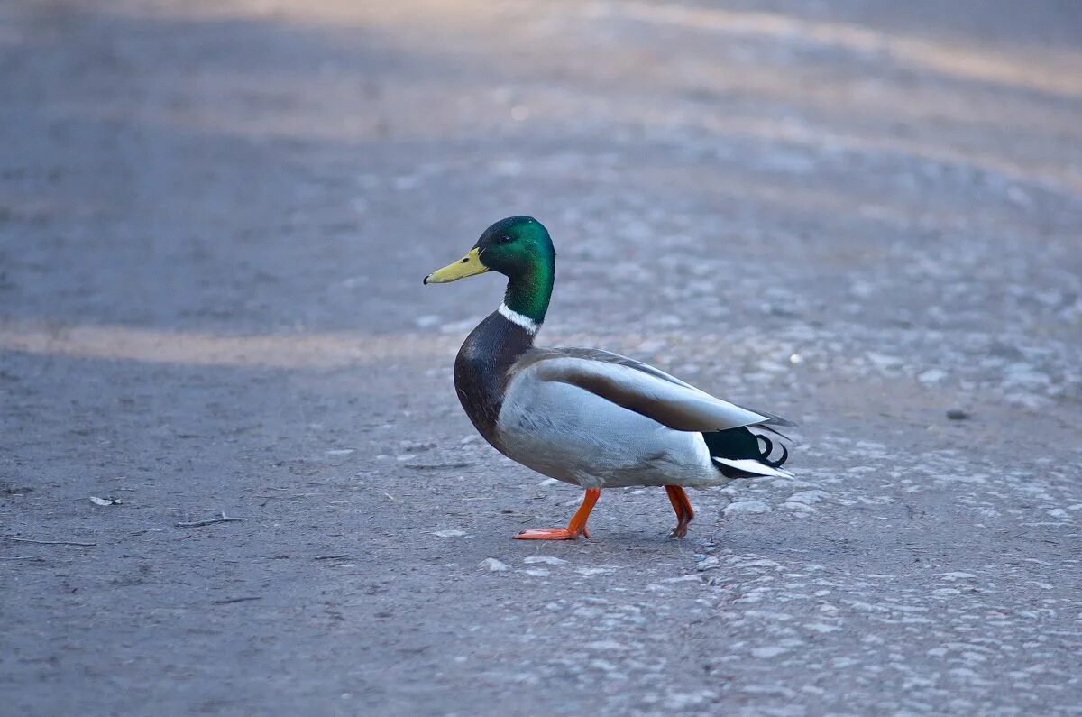 скрудж макдак мультик. мультфильм дисней скрудж макдак. самый богатый селезень.